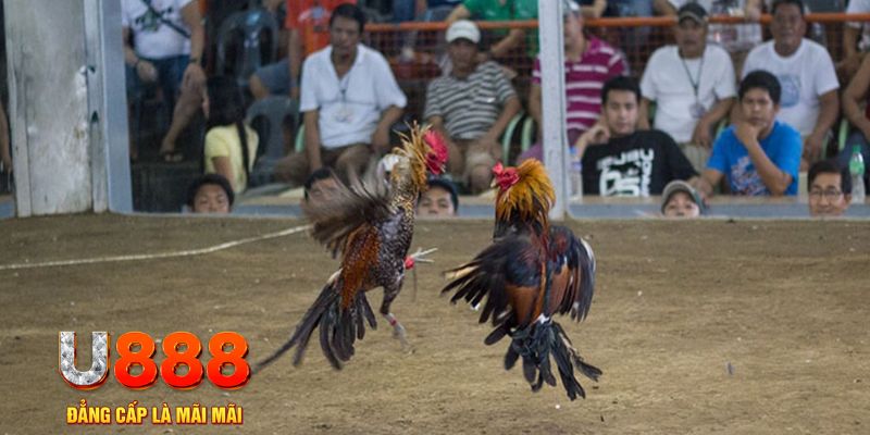 88nn đăng nhập mậu binh khuyến mãi