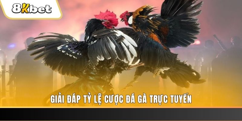 88nn trực tiếp đá gà thomo